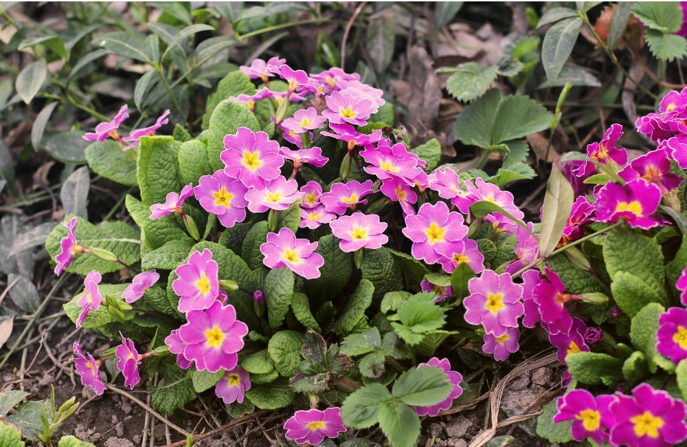 Best winter bedding plants - primroses