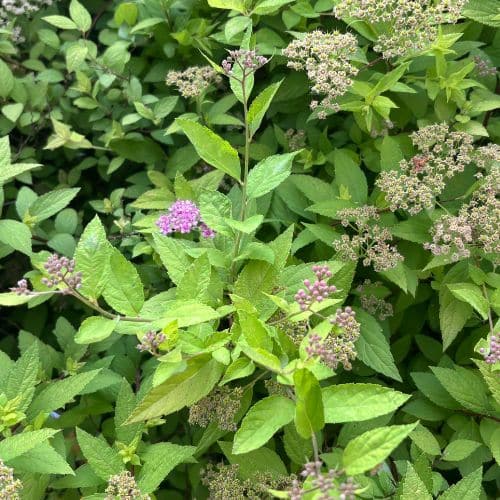 Spirea - sold in Suffolk at Woolpit Nurseries