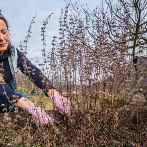 perennials divided in a garden in October Suffolk