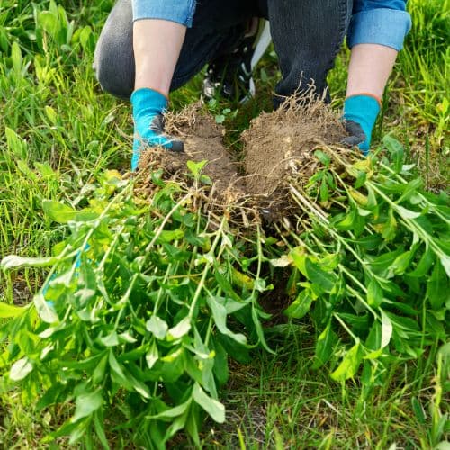perennials being divided in a garden in October Suffolk