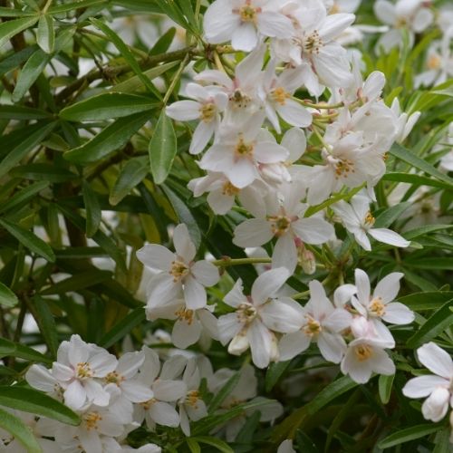 Choisya mexican orange blossom shrub to buy at Woolpit Nurseries Suffolk 1