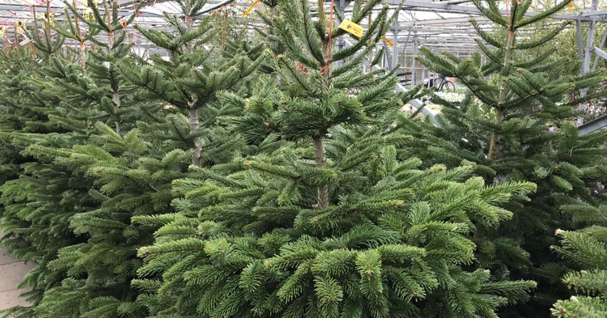 Fresh real Christmas trees on display at Woolpit Nurseries in Suffolk, ready for customers to choose and take home.