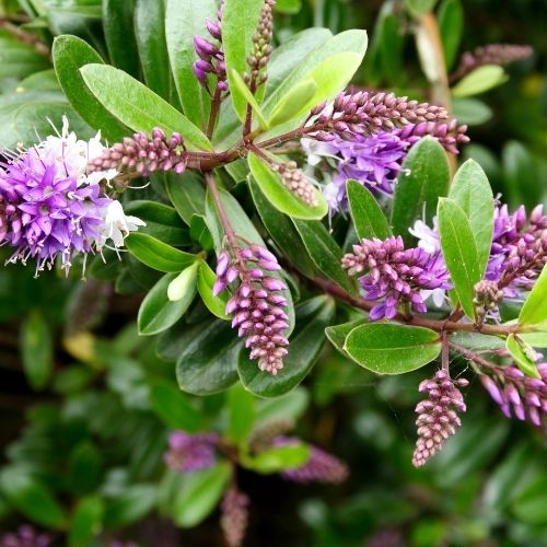 Hebe compact garden shrub for sale at Woolpit Nurseries Suffolk