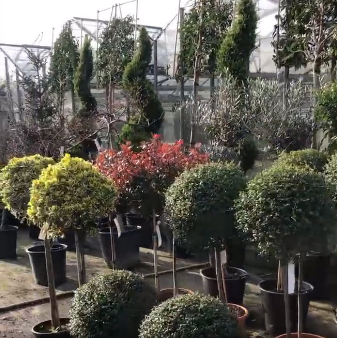 Italian olive topiary ball Christmas gardening gift