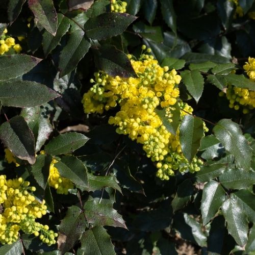 Mahonia Winter Sun shrub to buy at Woolpit Nurseries Suffolk