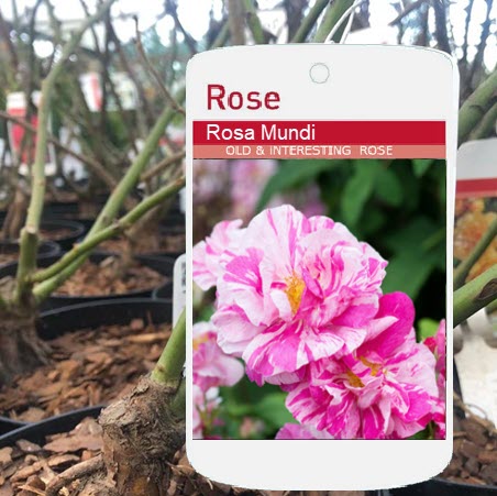 Rosa Mundi old rose at Woolpit Nurseries — historic pink-and-cream striped rose with open blooms and gentle fragrance.