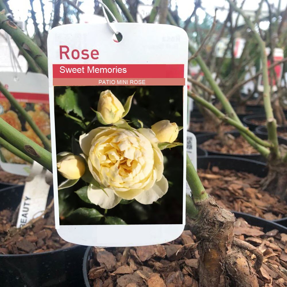 Sweet Memories patio mini rose at Woolpit Nurseries — creamy-yellow flowers on a neat, low-growing plant ideal for patios and pots.