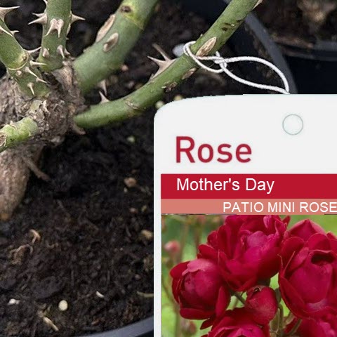 Mother’s Day patio mini rose at Woolpit Nurseries — compact plant with soft pink blooms, perfect for containers and small Suffolk gardens.