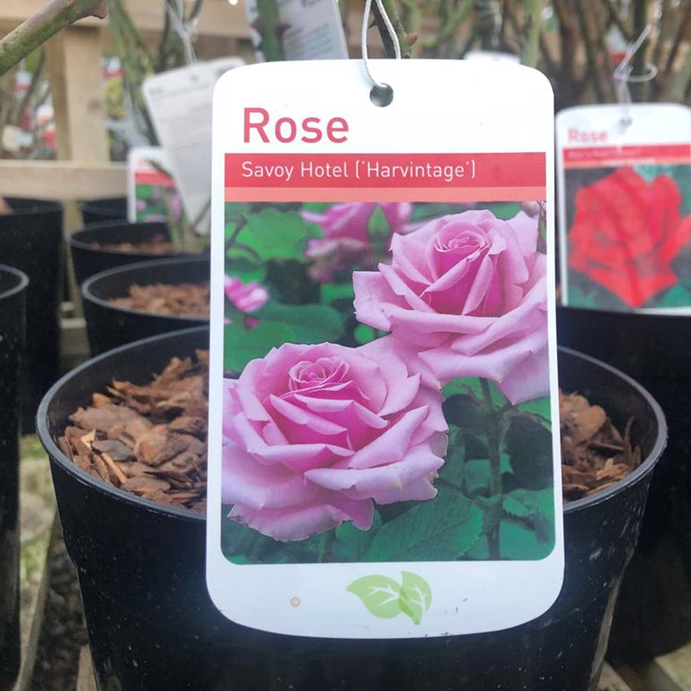 Hybrid Tea Rose Savoy Hotel to buy in Suffolk at Woolpit Nurseries