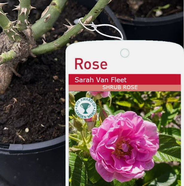 Shrub Rose Sarah van Fleet to buy in Suffolk at Woolpit Nurseries