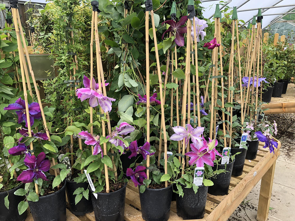 Hedera, buy climbing plant at Woolpit Nurseries