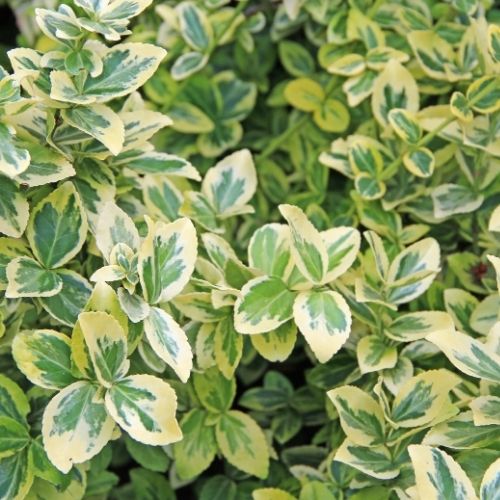 euonymus garden shrub to buy at Woolpit Nurseries Suffolk