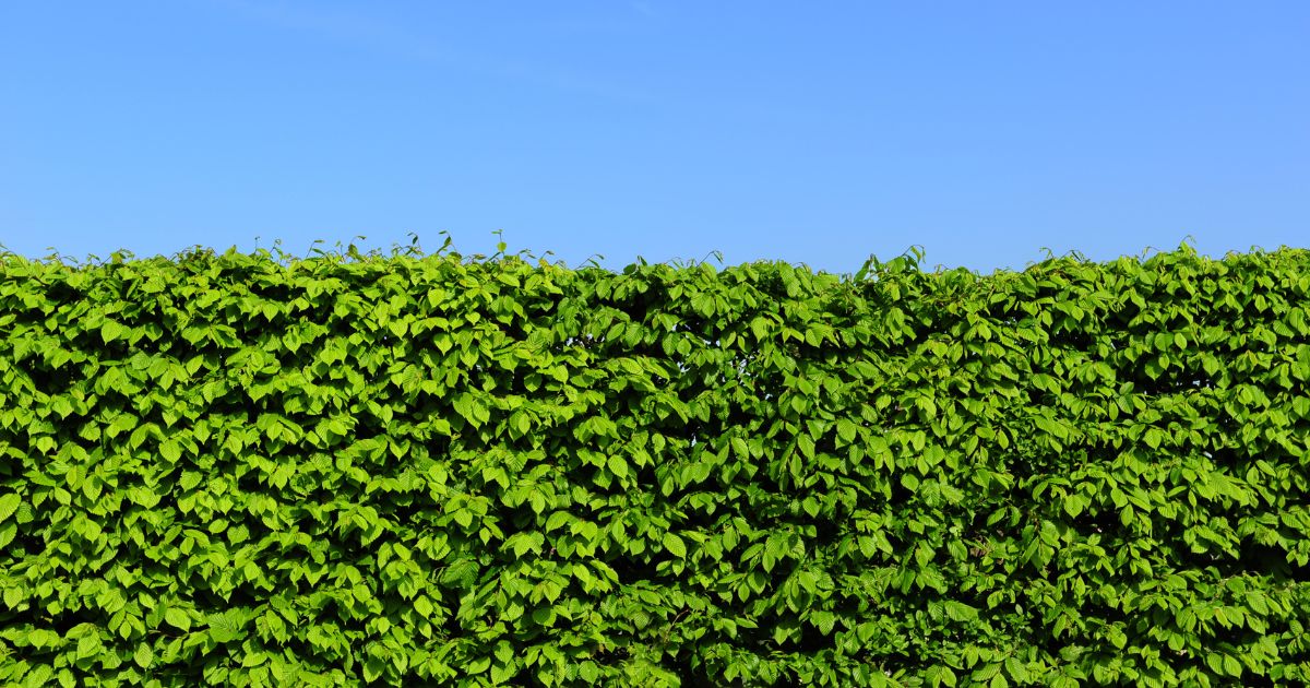 hedge plants to buy at Woolpit Nurseries