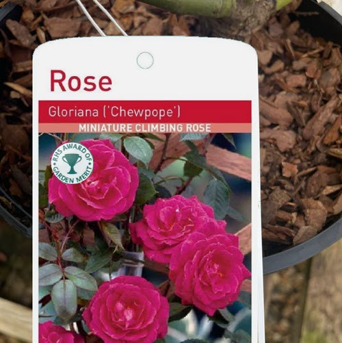 Patio rose Gloriana to buy in Suffolk at Woolpit Nurseries