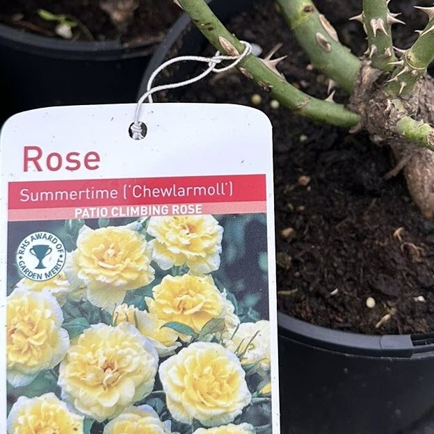 Patio rose Summertime to buy in Suffolk at Woolpit Nurseries