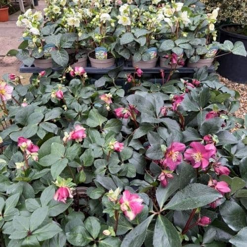 Hellebore perennial plant ready to buy at Woolpit Nurseries Suffolk