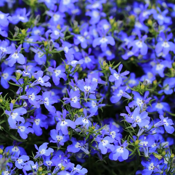 lobelia for hanging baskets in Suffolk gardens