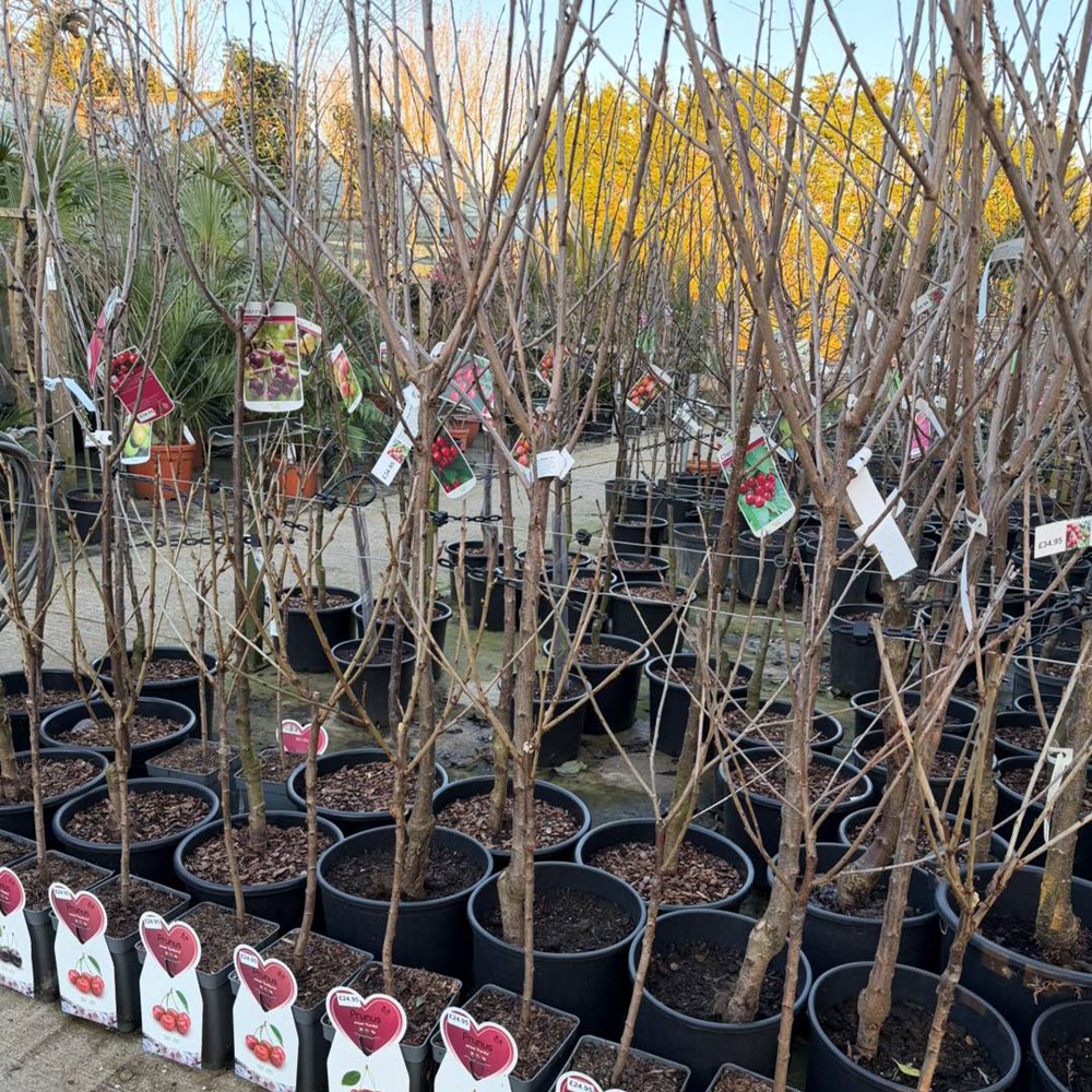 Garden trees for autumn planting at Woolpit Nurseries Suffolk