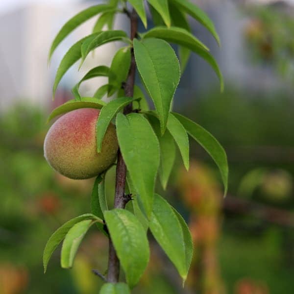 Peach tree with blossom and summer fruit