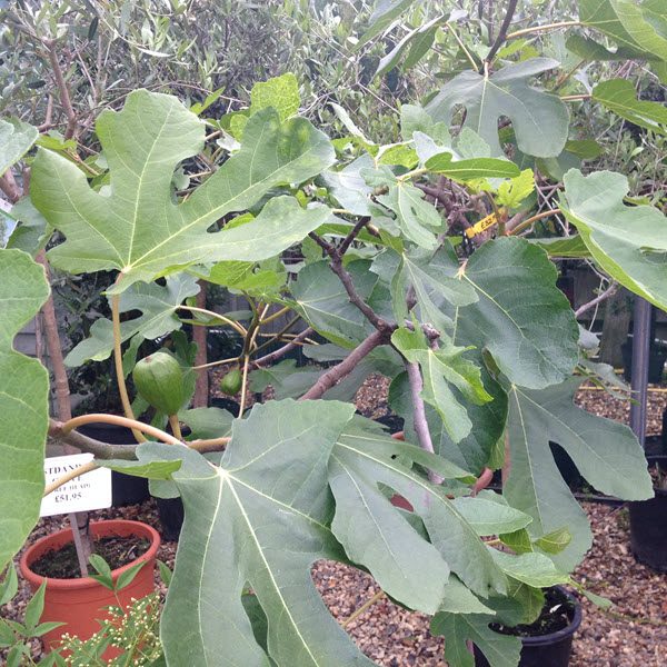 brown turkey fig tree