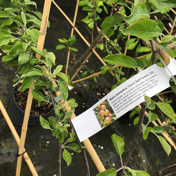 cordon apple tree suitable for small Suffolk gardens