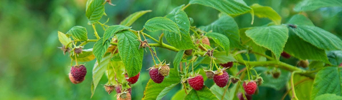 Buy soft fruit plants in Suffolk at Woolpit Nurseries