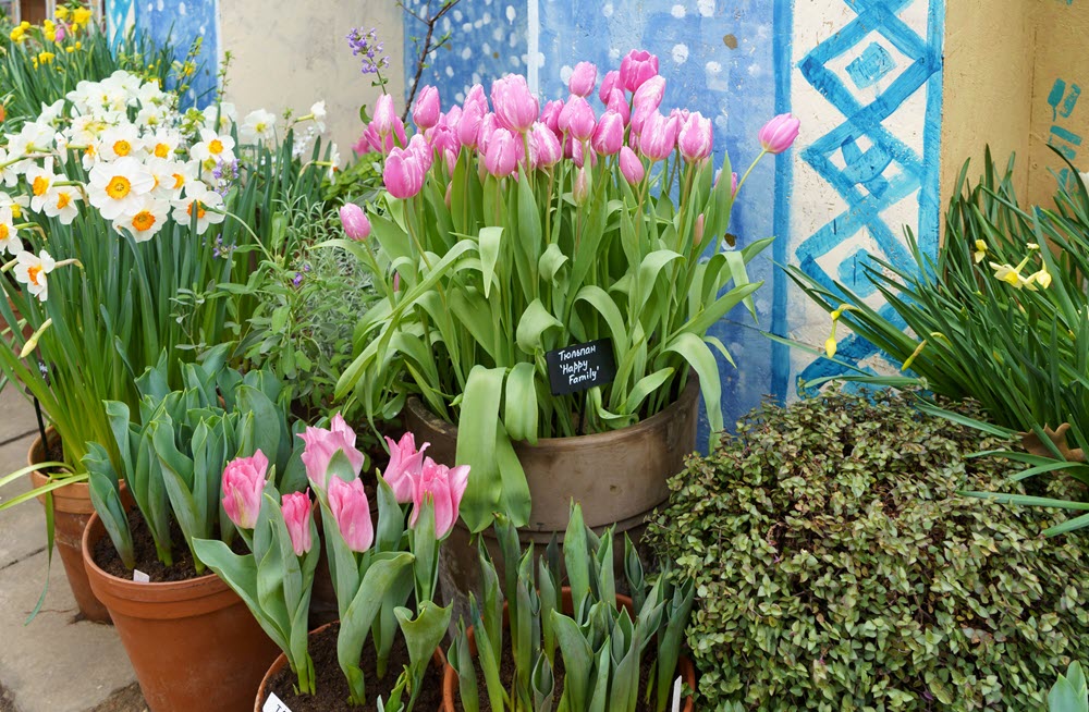 Plant spring bulbs in autumn in Suffolk
