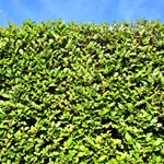 Hedging plants to buy at Woolpit Nurseries