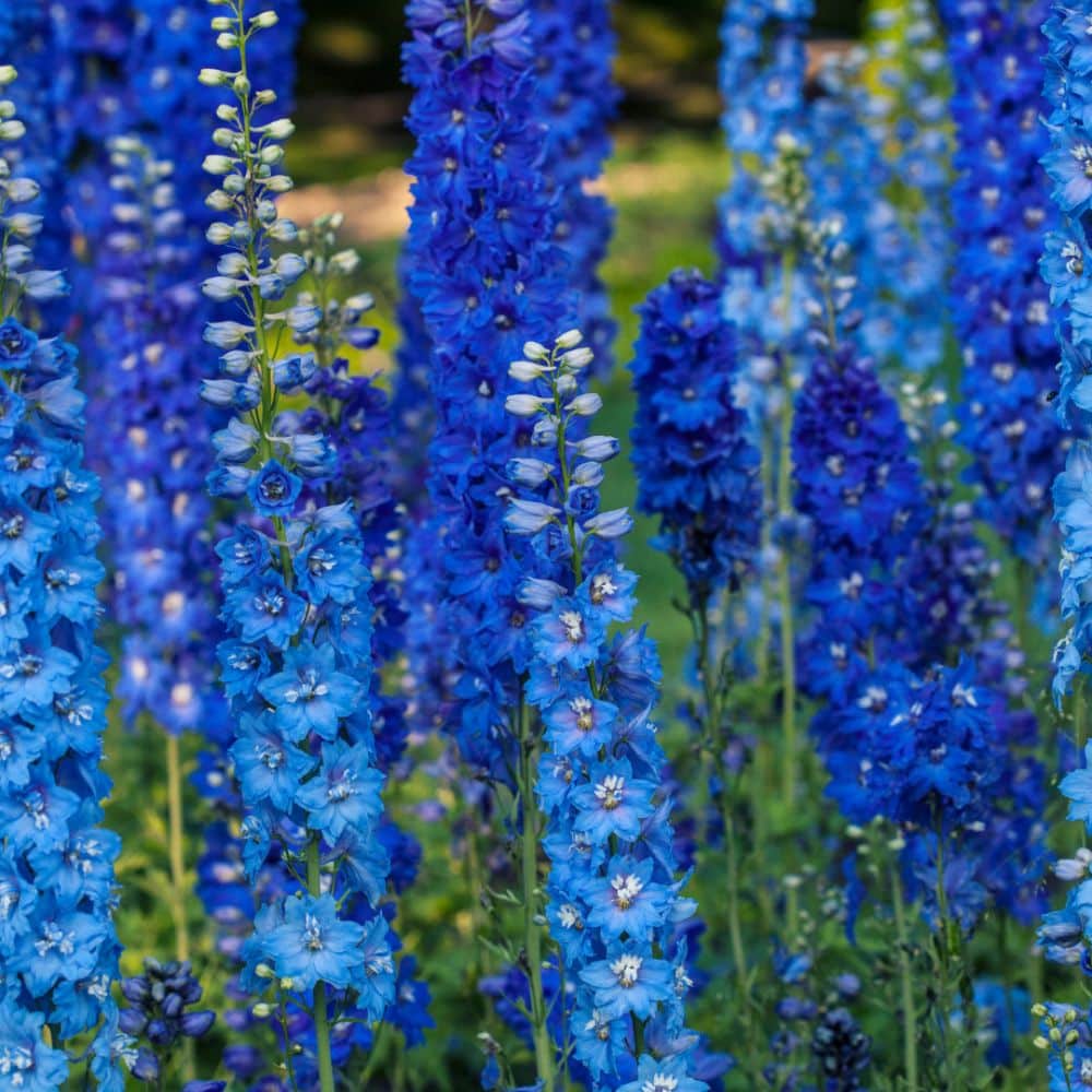 Delphinium perennial plants Woolpit Nurseries