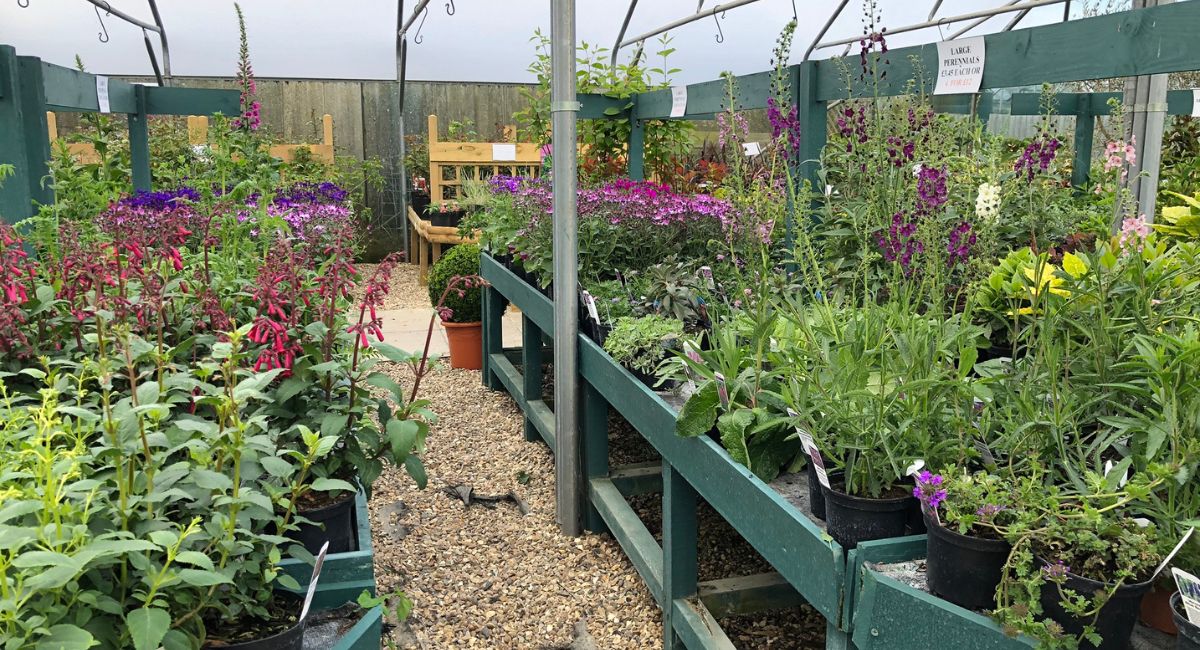 perennial garden plants ready to plant in your garden - buy locally in our mid Suffolk plant nursery