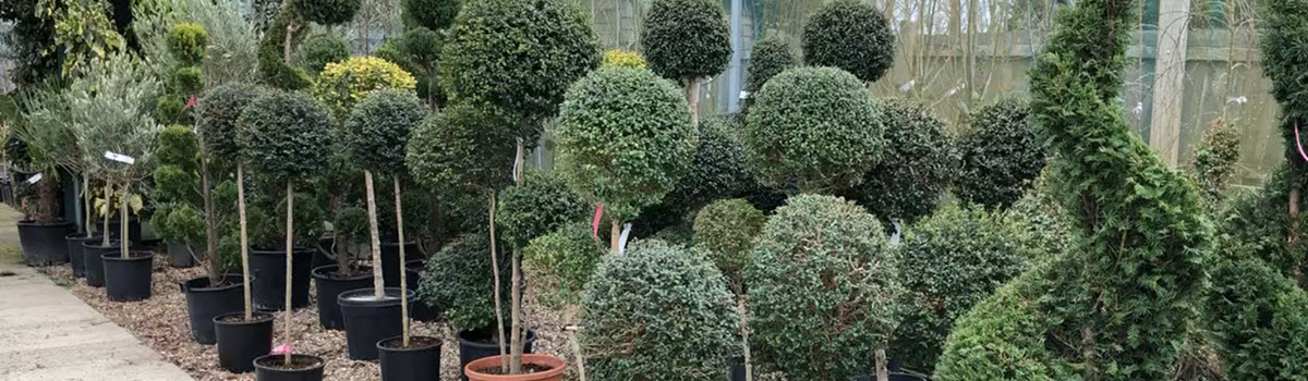 Buy Italian topiary plants at Woolpit Nurseries
