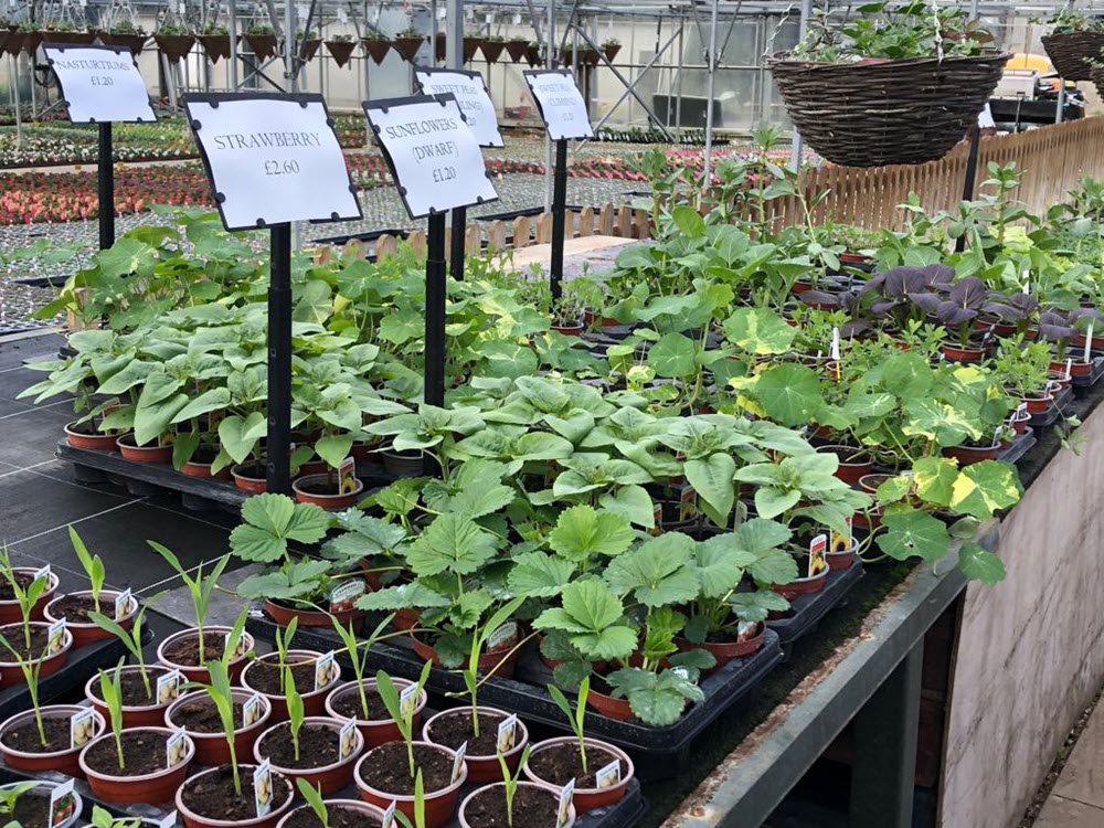 Vegetables Allotment Plants Strawberries Sunflowers Nesturiums Sweetpeas