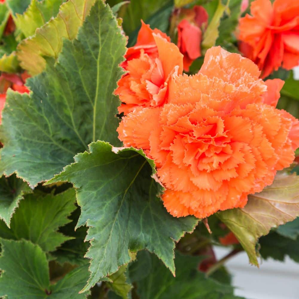 Bedding Begonias Woolpit Nurseries