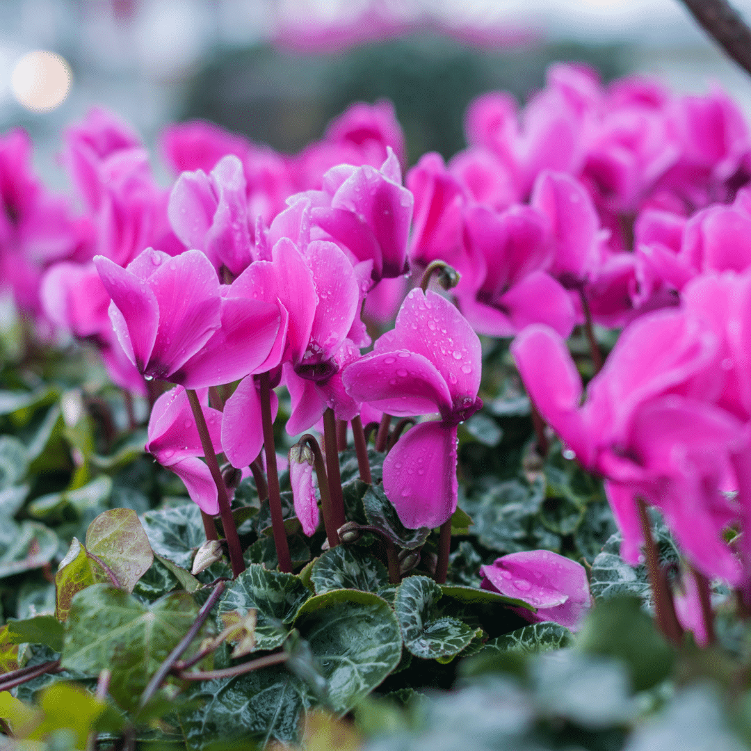 Woolpit Nurseries – Family Run Plant Nursery