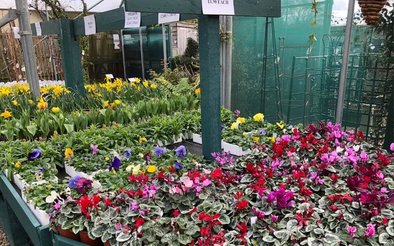 Autumn bedding plants to mix with bulbs in Suffolk, Woolpit Nurseries