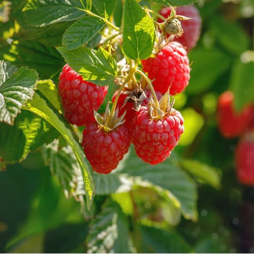 Soft fruits to plant at Woolpit Nurseries Suffolk