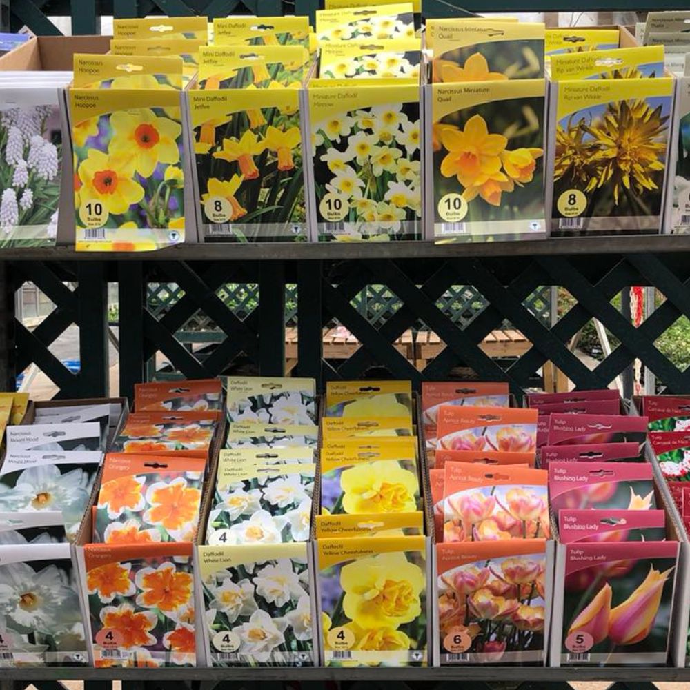 Daffodil and narcissus bulbs for sale at Woolpit Nurseries in Suffolk
