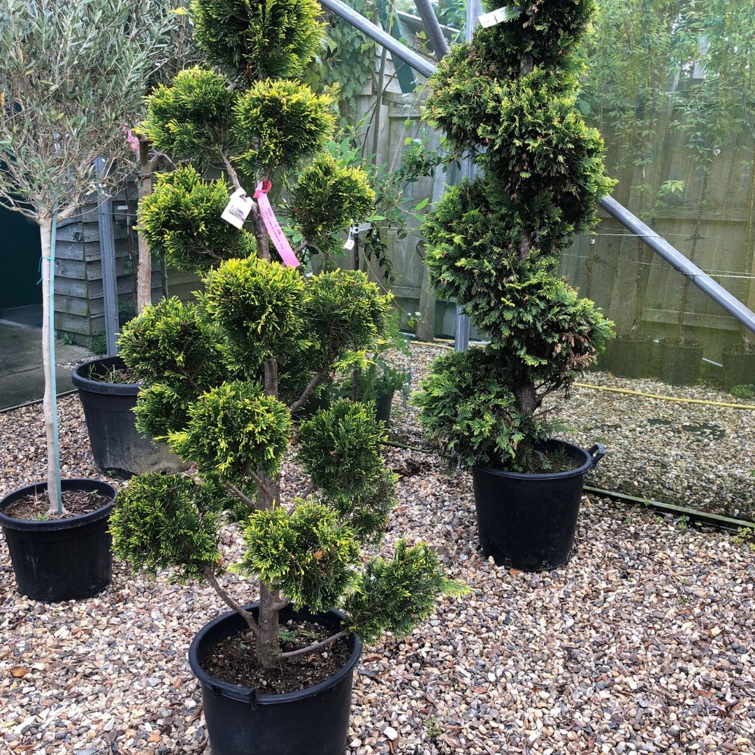 Woolpit Nurseries – Family Run Plant Nursery