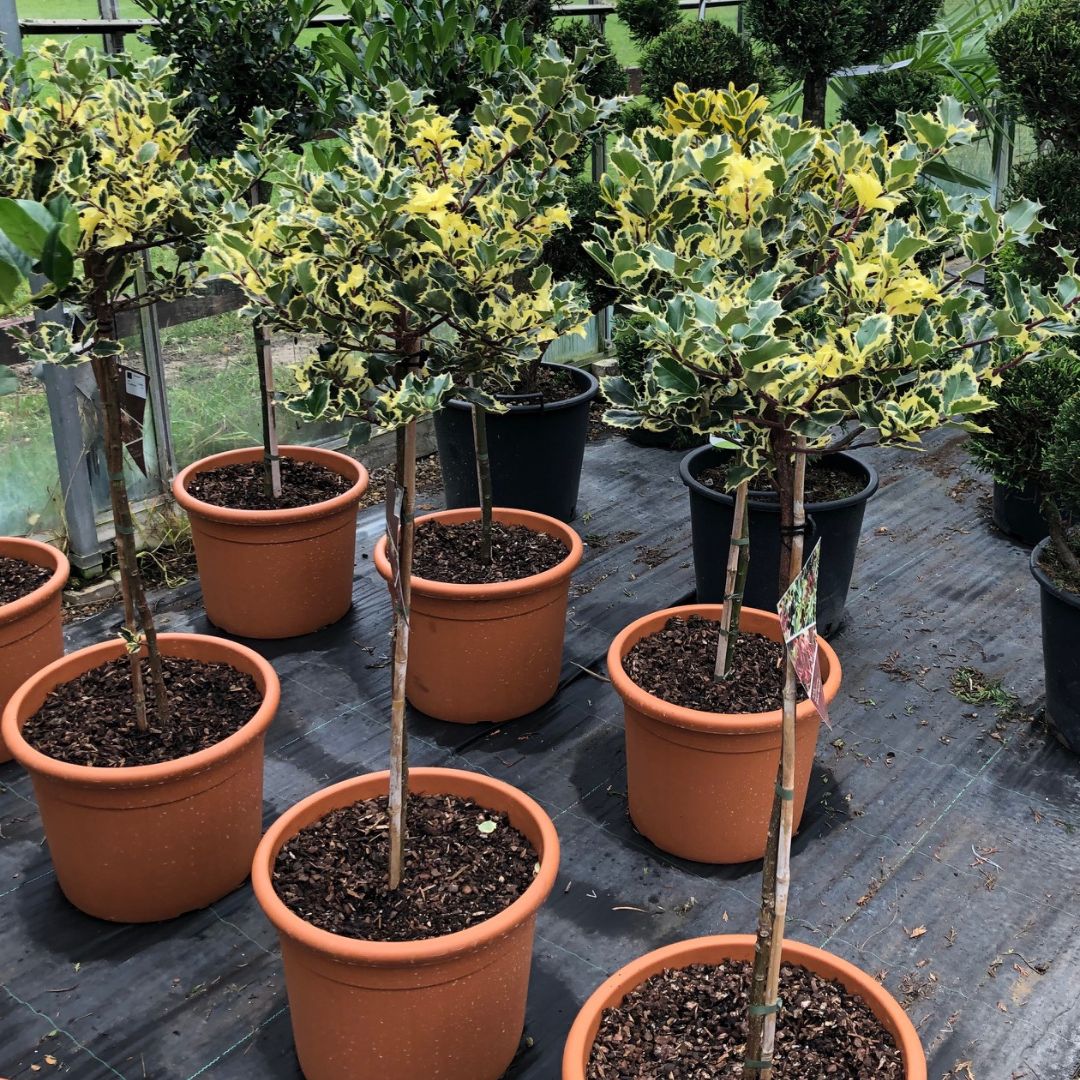 Woolpit Nurseries – Family Run Plant Nursery