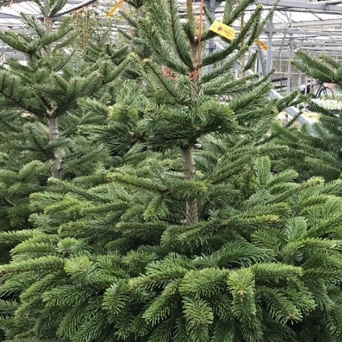 nordmann christmas trees to buy at Woolpit Nurseries