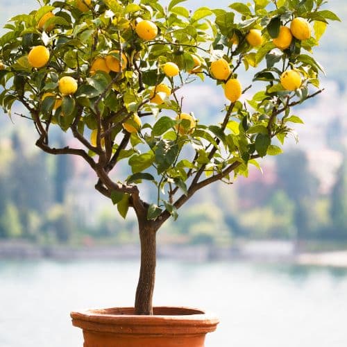 lemon tree - Suffolk garden in October