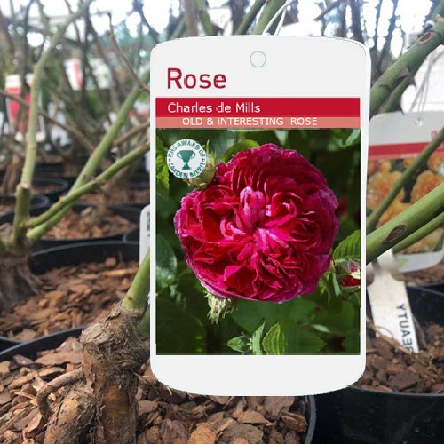 Woolpit Nurseries – Family Run Plant Nursery