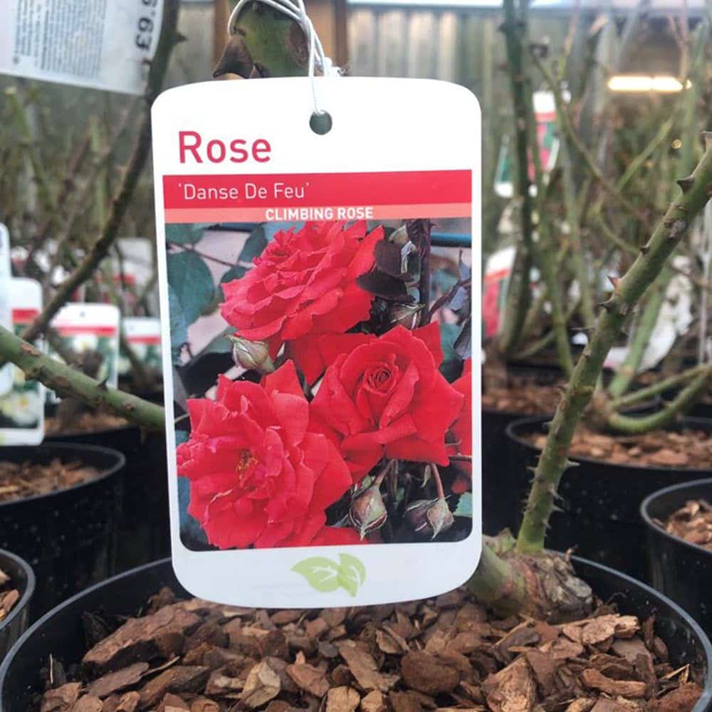 Woolpit Nurseries – Family Run Plant Nursery