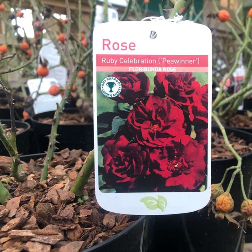 Woolpit Nurseries – Family Run Plant Nursery