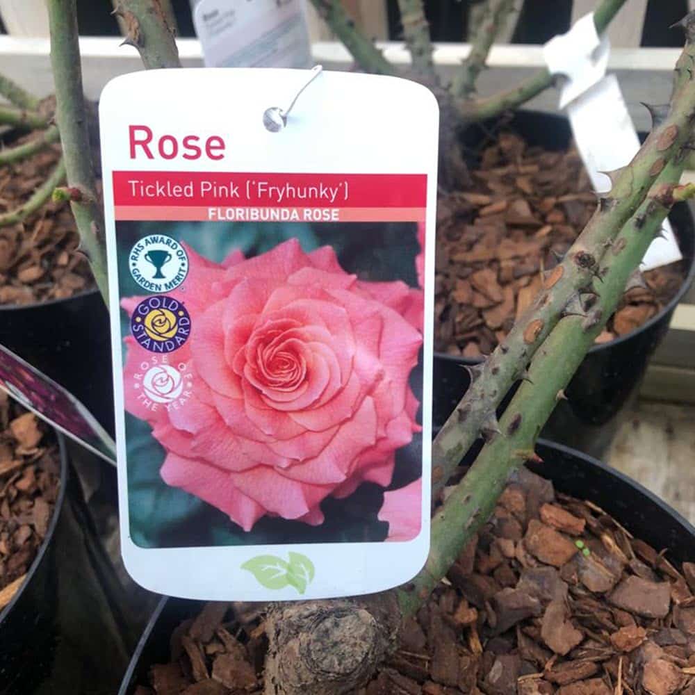 Woolpit Nurseries – Family Run Plant Nursery