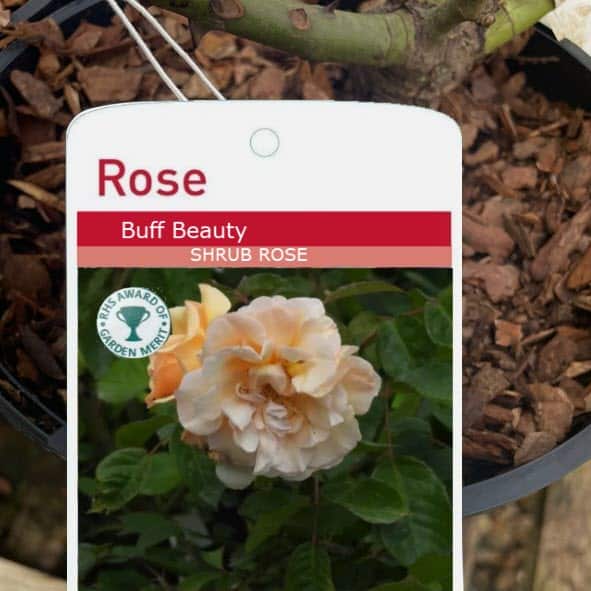 Woolpit Nurseries – Family Run Plant Nursery