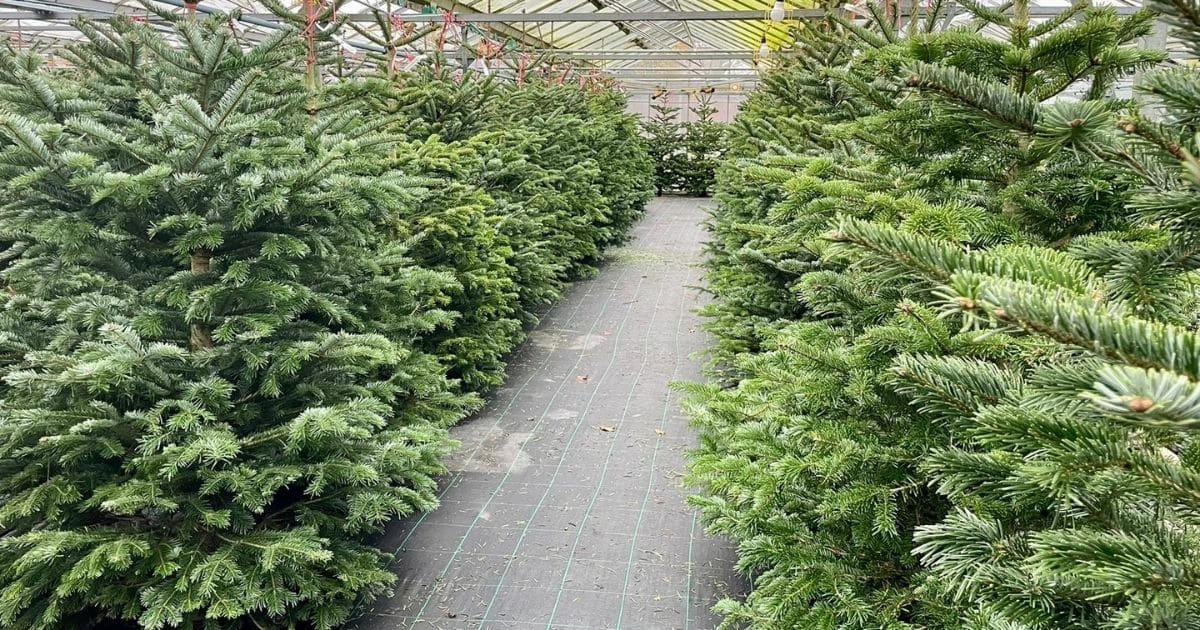 Woolpit Nurseries – Family Run Plant Nursery