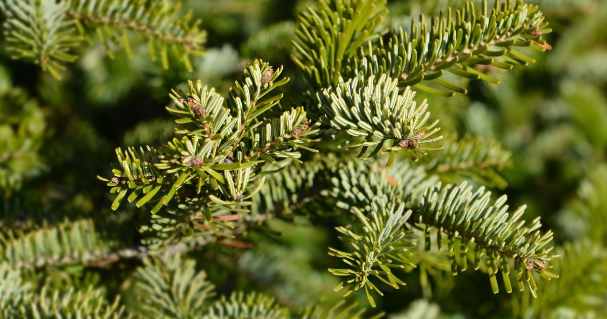 Close-up of a premium real Christmas tree at Woolpit Nurseries, showing fresh green needles and dense branches.