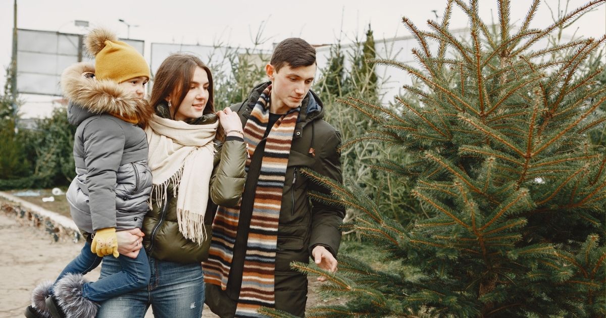 Families choosing real Christmas trees at Woolpit Nurseries, browsing rows of fresh cut trees.