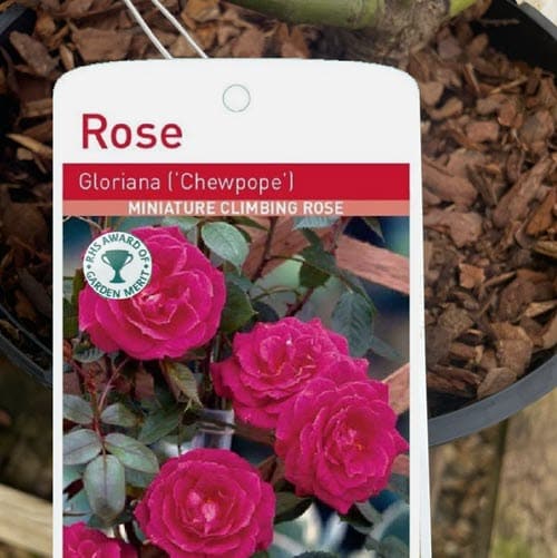 Woolpit Nurseries – Family Run Plant Nursery